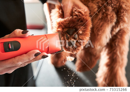 Pet labradoodle with overgrown hair in grooming salon 73315266
