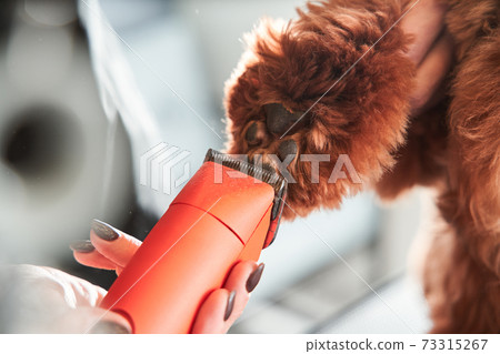 Professional groomer cuts labradoodle dog hair at the legs 73315267