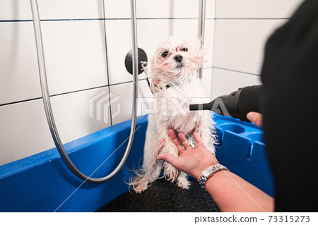 Female groomer blowing dry dog's hair before cutting 73315273
