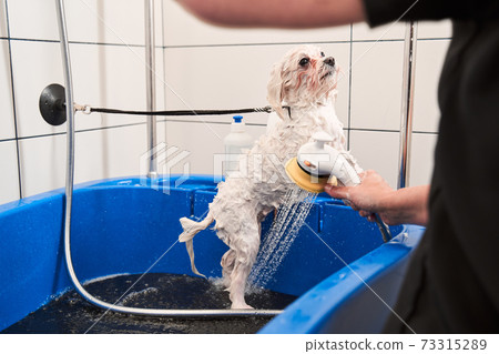 White maltipoo in the bathroom in the beauty salon 73315289