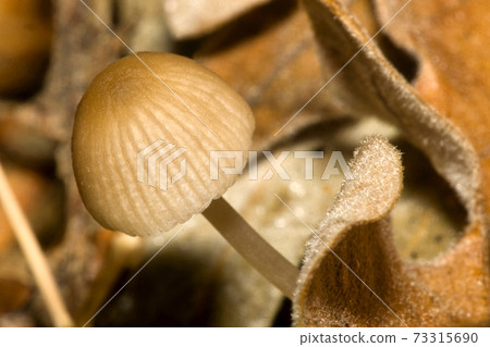 Wild Mushroom, Beech Forest, Guadarrama National Park, Spain 73315690