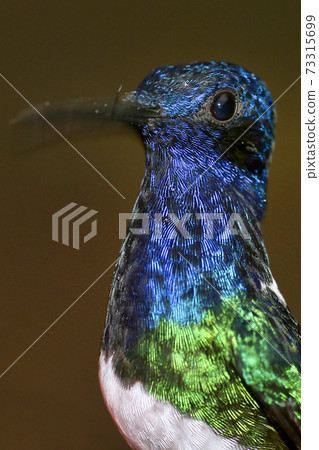 Alberto Carrera Alberto Carrera 73315699