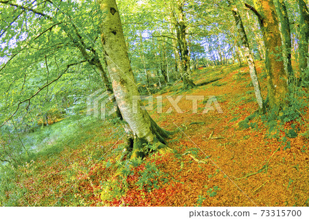 Forest Landscape, Valderejo Natural Park, Spain 73315700