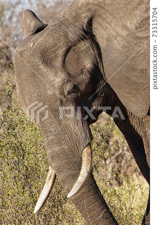 Elephant, Chobe National Park, Botswana 73315704