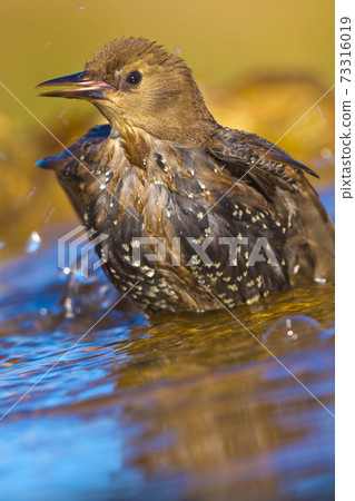 Starling, Forest Pond, Mediterranean Forest, Spain 73316019