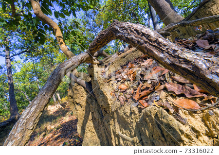 Sal Forest, Royal Bardia National Park, Nepal, Sal Forest, Royal Bardia National Park, Nepal, 73316022