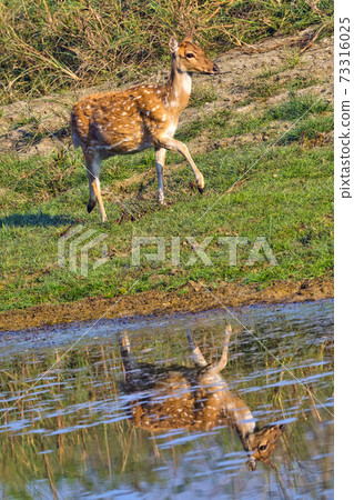 Spotted Deer, Royal Bardia National Park, Nepal Spotted Deer, Royal Bardia National Park, Nepal 73316025