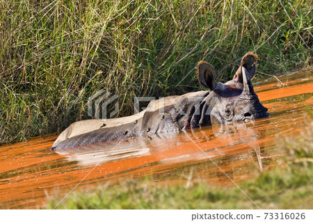 Greater One-horned Rhinoceros, Royal Bardia National Park, Nepal Greater One-horned Rhinoceros, Royal Bardia National Park, Nepal 73316026