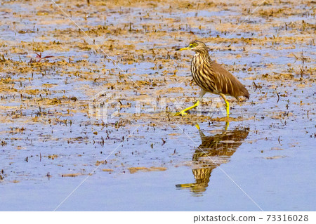 Indian Pond Heron, Royal Bardia National Park, Nepal Indian Pond Heron, Royal Bardia National Park, Nepal 73316028