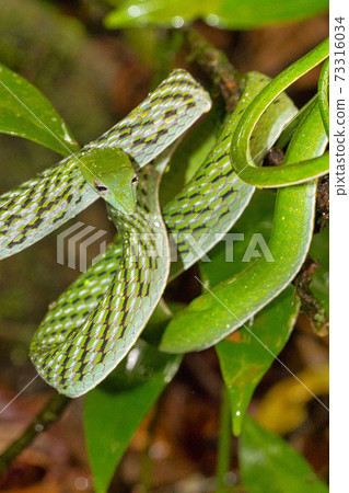 Green Vine Snake,Sinharaja National Park Rain Forest, Sri Lanka Green Vine Snake,Sinharaja National Park Rain Forest, Sri Lanka 73316034