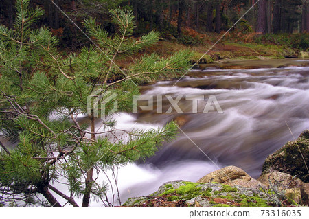 Eresma River, Scot Pine Forest, Guadarrama National Park, Spain 73316035