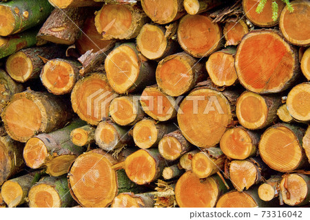Felled Trees Trunks, Hayedo de Otzarreta, Gorbeia Natural Park, Bizkaia, Spain 73316042