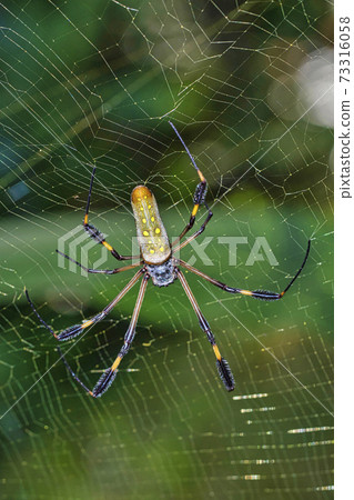 Golden orb-web Spider, Marino Ballena National Park, Costa Rica Golden orb-web Spider, Marino Ballena National Park, Costa Rica 73316058