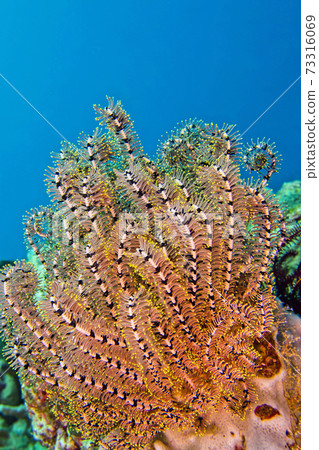 Feather Star, North Sulawesi, Indonesia Feather Star, North Sulawesi, Indonesia 73316069