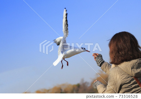 冬季羽毛百合海鷗接收食物 冬季羽毛百合海鷗接收食物 73316528