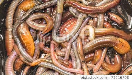 Many earthworms crawling together closeup photo Many earthworms crawling together closeup photo 73316798