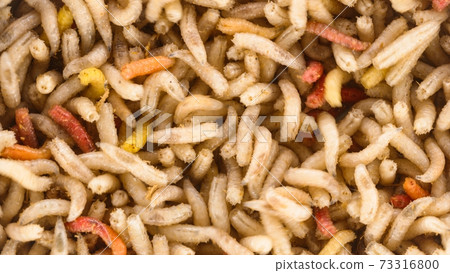Many earthworms crawling together closeup photo 73316800