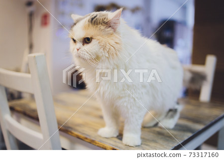 Cute tabby cat sitting on rustic wooden chair relaxing on retro in home. 73317160