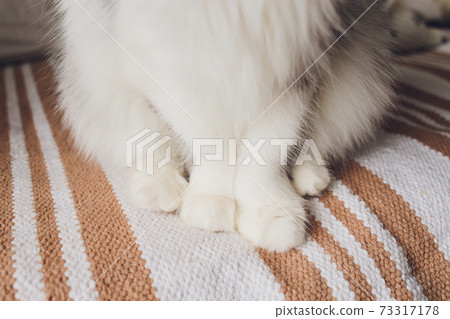 Detail shot of soft Cat paws while sitting on table. Detail shot of soft Cat paws while sitting on table. 73317178