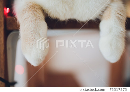 Detail shot of soft Cat paws while sitting on table. 73317273