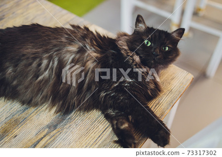 Cute tabby cat sitting on rustic wooden chair relaxing on retro in home. 73317302