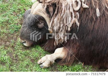 Portrait of a muskox Portrait of a muskox 73317479