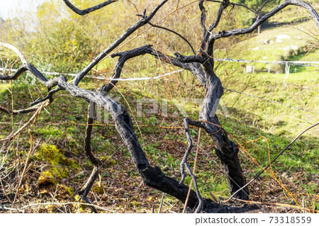 A burnt charred tree with twisted branches is woven into a rusty barbed wire fence. Consequences of a fire on a pasture. Abstract pattern 73318559