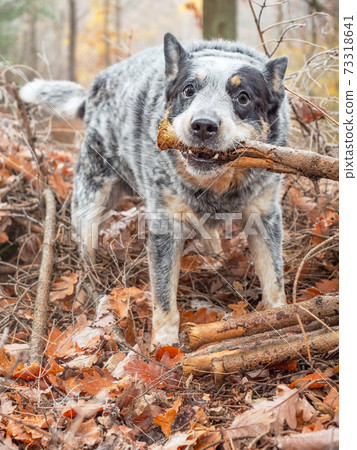 Happy cattle dog fetching a stick in colorful autumn forest. Happy cattle dog fetching a stick in colorful autumn forest. 73318641
