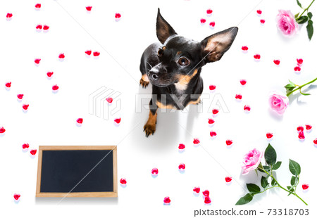 dog valentines love heart dog valentines love heart 73318703
