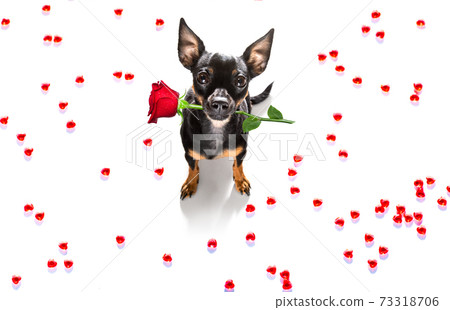 dog valentines love heart dog valentines love heart 73318706