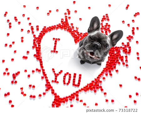 dog valentines love heart 73318722