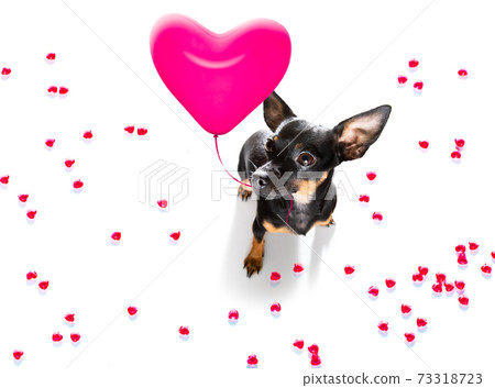 dog valentines love heart 73318723