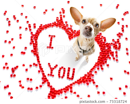 dog valentines love heart 73318724