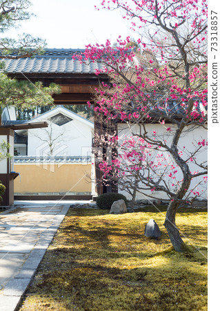 束草寺塔頭，豐子寺大門和紅梅 73318857