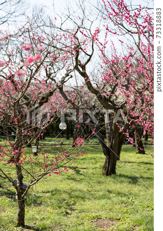Red plum in full bloom that shines on the green lawn of Kitano Tenmangu and Baien 73318883