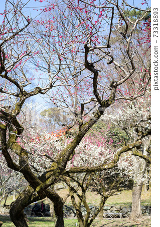 Red and white plums in full bloom and mossy branches in the plum garden of Odoi, Kitano Tenmangu Red and white plums in full bloom and mossy branches in the plum garden of Odoi, Kitano Tenmangu 73318893