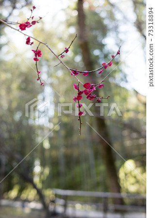 Spring sunshine on Kitano Tenmangu Shrine, bamboo grove in Odoi and a branch of red plum Spring sunshine on Kitano Tenmangu Shrine, bamboo grove in Odoi and a branch of red plum 73318894