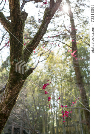 Spring sunshine on Kitano Tenmangu Shrine, bamboo grove in Odoi and a branch of red plum 73318895