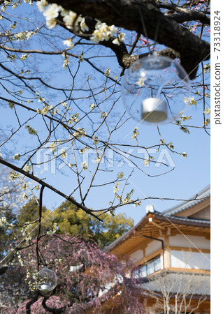 Red and white plums in full bloom and glass lanterns at Kitano Tenmangu Shrine and Umeen Red and white plums in full bloom and glass lanterns at Kitano Tenmangu Shrine and Umeen 73318924