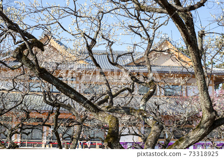 White plum blossoms in full bloom at Kitano Tenmangu Shrine and Baien 73318925
