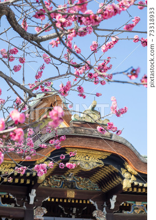 Kitano Tenmangu Shrine, national treasure main shrine and red plum in full bloom in the blue sky in early spring Kitano Tenmangu Shrine, national treasure main shrine and red plum in full bloom in the blue sky in early spring 73318933