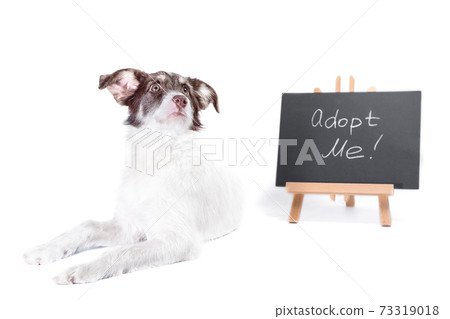 white and brown dog next to a chalk board with an inscription  adopt me 73319018
