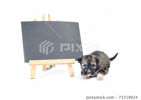 pinto puppy next to a blank chalk board 73319024