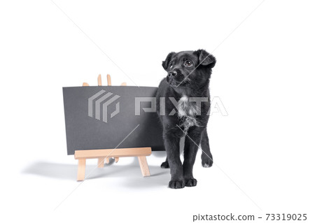 black puppy next to a blank chalk board 73319025