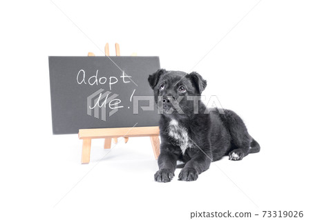 black puppy next to a chalk board with an inscription  adopt me 73319026