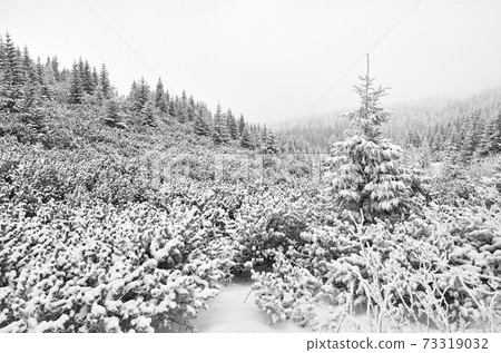 Black and white picture of a mountain landscape during heavy snowfall. Black and white picture of a mountain landscape during heavy snowfall. 73319032