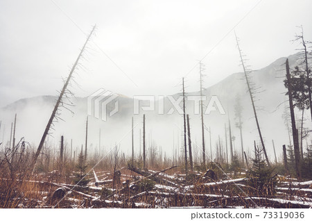 Dead mountain forest in winter. 73319036