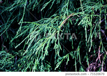 Cypress green branches close up, macro photo Cypress green branches close up, macro photo 73320670