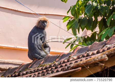Nilgiri langur (Trachypithecus johnii) on roof of residential house in Kumily, Kerala, India. An unique endemic primate of South India, lives in the Western Ghats mountains. Nilgiri langur (Trachypithecus johnii) on roof of residential house in Kumily, Kerala, India. An unique endemic primate of South India, lives in the Western Ghats mountains. 73320790
