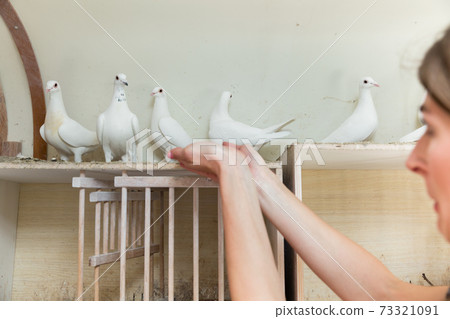 Woman with dove in pigeon loft 73321091